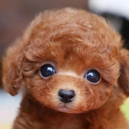 Totó - Realistyczny Pies Ana 30 euros