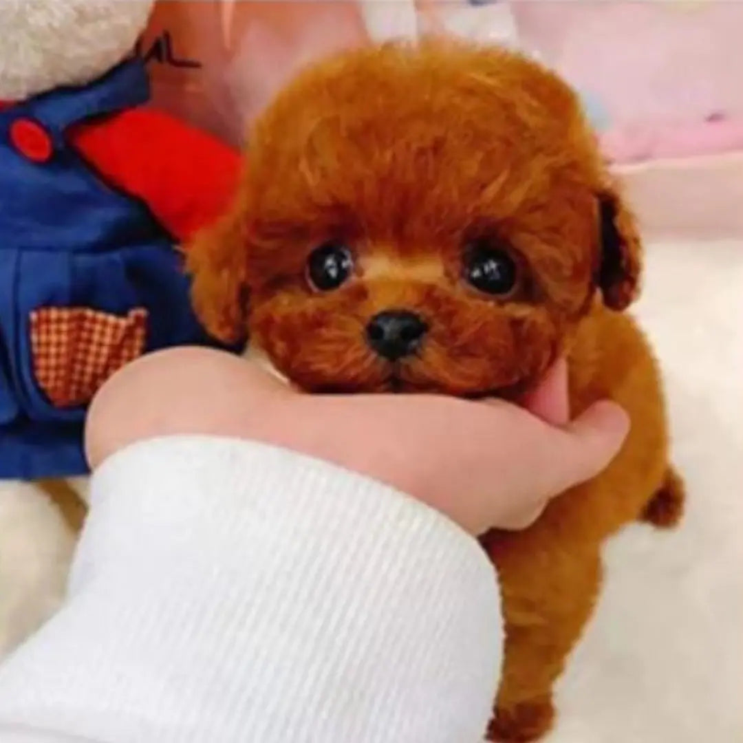 Totó - Realistyczny Pies Ana 29 euros